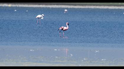 Küçük flamingo