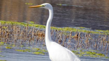 Büyük ak balıkçıl