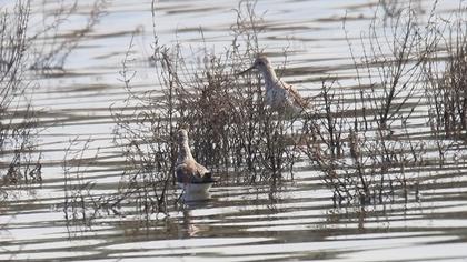 Bataklık düdükçünü