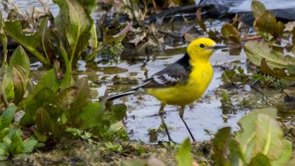 Sarıbaşlı kuyruksallayan