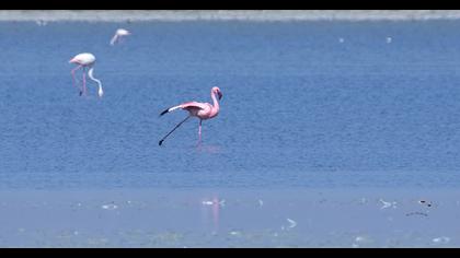 Küçük flamingo
