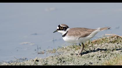 Halkalı küçük cılıbıt
