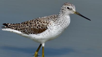 Bataklık düdükçünü