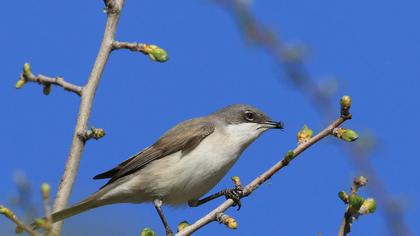 Küçük akgerdanlı ötleğen