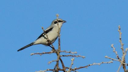 Büyük örümcekkuşu
