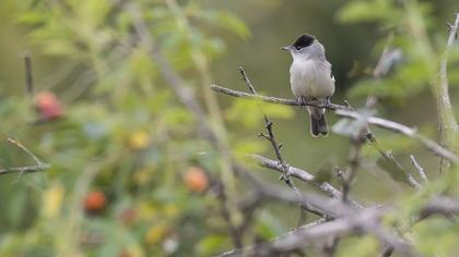 Karabaşlı ötleğen
