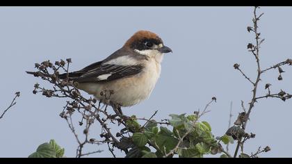 Kızılbaşlı örümcekkuşu