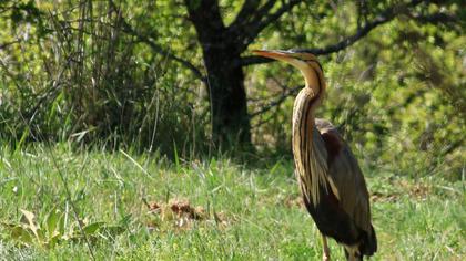 Erguvani balıkçıl