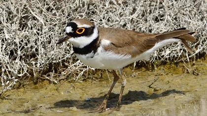 Halkalı küçük cılıbıt