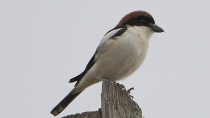 Kızılbaşlı örümcekkuşu