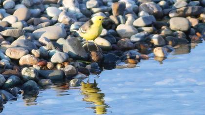 Sarıbaşlı kuyruksallayan