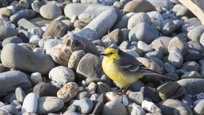 Sarıbaşlı kuyruksallayan