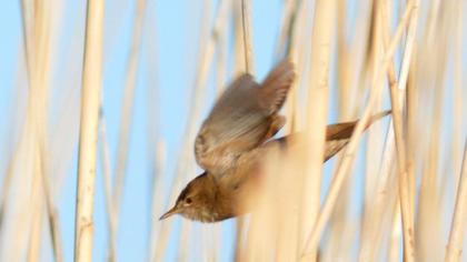 Bataklık kamışçını