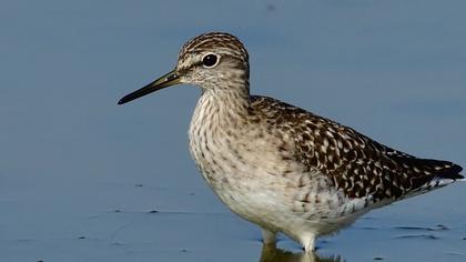 Orman düdükçünü