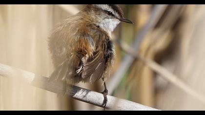 Bıyıklı kamışçın