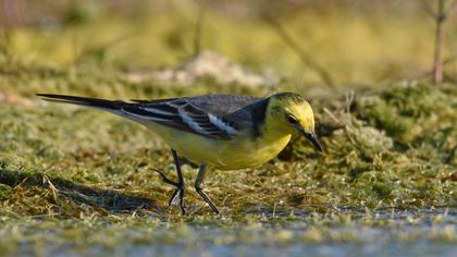 Sarıbaşlı kuyruksallayan