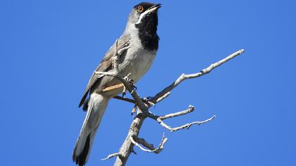Karaboğazlı ötleğen