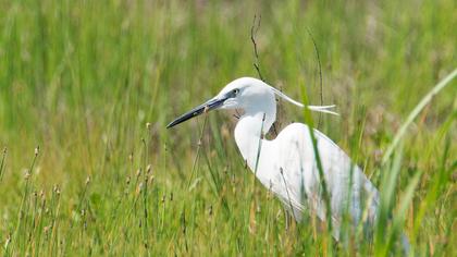 Küçük ak balıkçıl