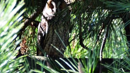 Kulaklı orman baykuşu