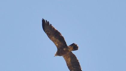 Küçük orman kartalı