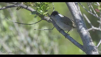 Karabaşlı ötleğen
