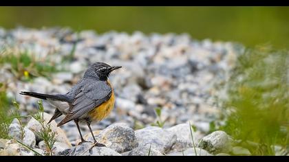 Taşbülbülü