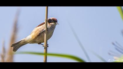 Eurasian Penduline Tit