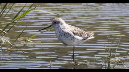 Bataklık düdükçünü