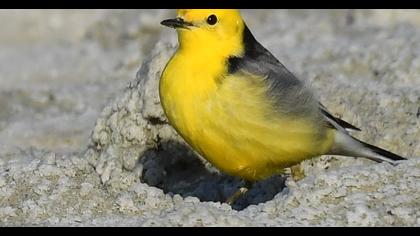 Sarıbaşlı kuyruksallayan