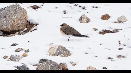 Bataklıkkırlangıcı