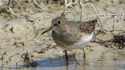 Sarıbacaklı kumkuşu