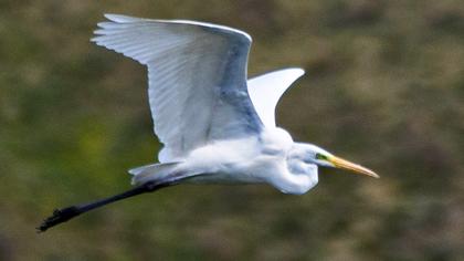 Büyük ak balıkçıl