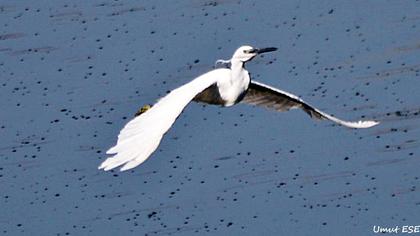 Küçük ak balıkçıl