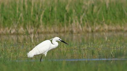Küçük ak balıkçıl