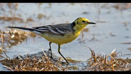 Sarıbaşlı kuyruksallayan