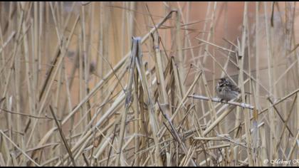 Bataklık Kirazkuşu