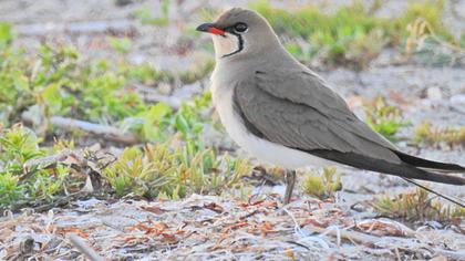 Bataklıkkırlangıcı