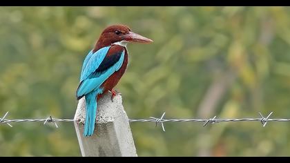 İzmir yalıçapkını