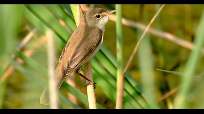Çalı kamışçını