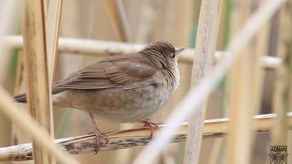 Bataklık kamışçını