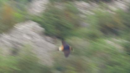 Kızıl kırlangıç