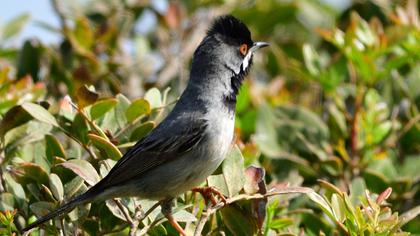 Karaboğazlı ötleğen