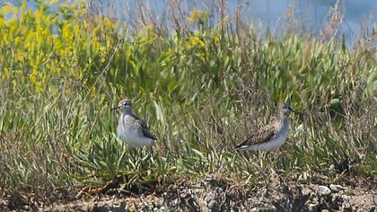 Orman düdükçünü