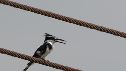 Alaca yalıçapkını