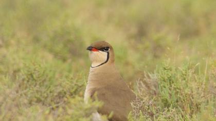 Bataklıkkırlangıcı