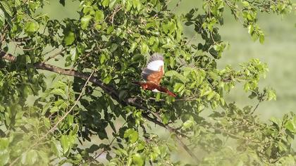 İzmir yalıçapkını