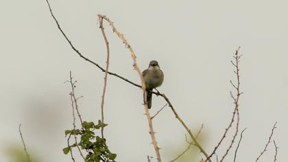 Akgerdanlı ötleğen