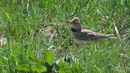 Küçük boğmaklı toygar