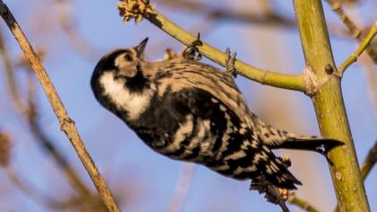 Küçük ağaçkakan