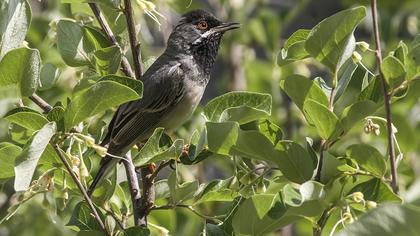 Karaboğazlı ötleğen